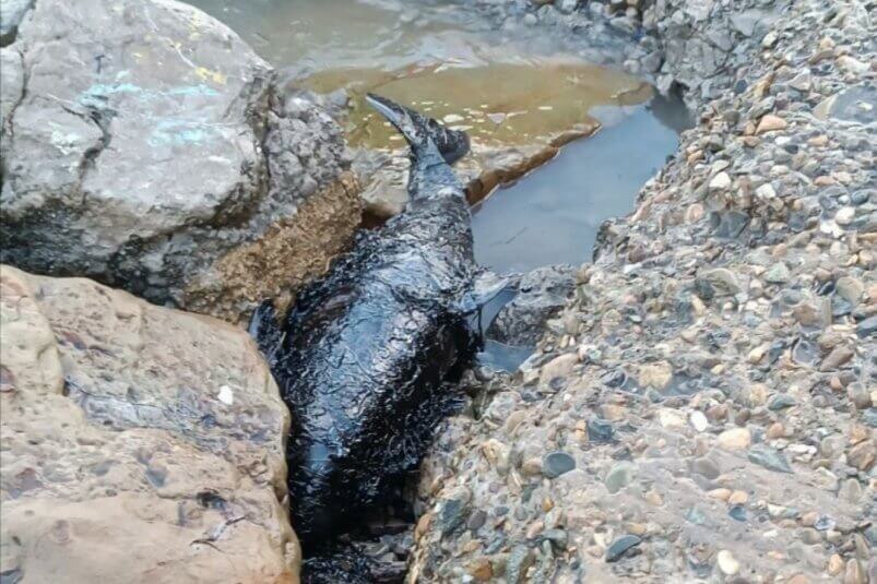    Фото: kubnews.ru