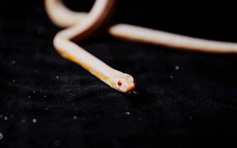    Гороскоп на день 21 декабря: какому знаку повезет в любви, а какому лучше остаться дома