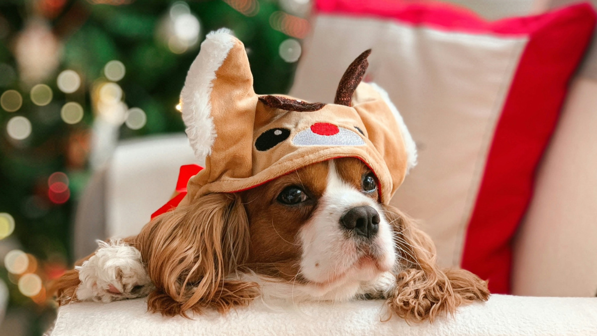 Что вы планируете подарить своей собаке? Фото T.R Photography/Unsplash