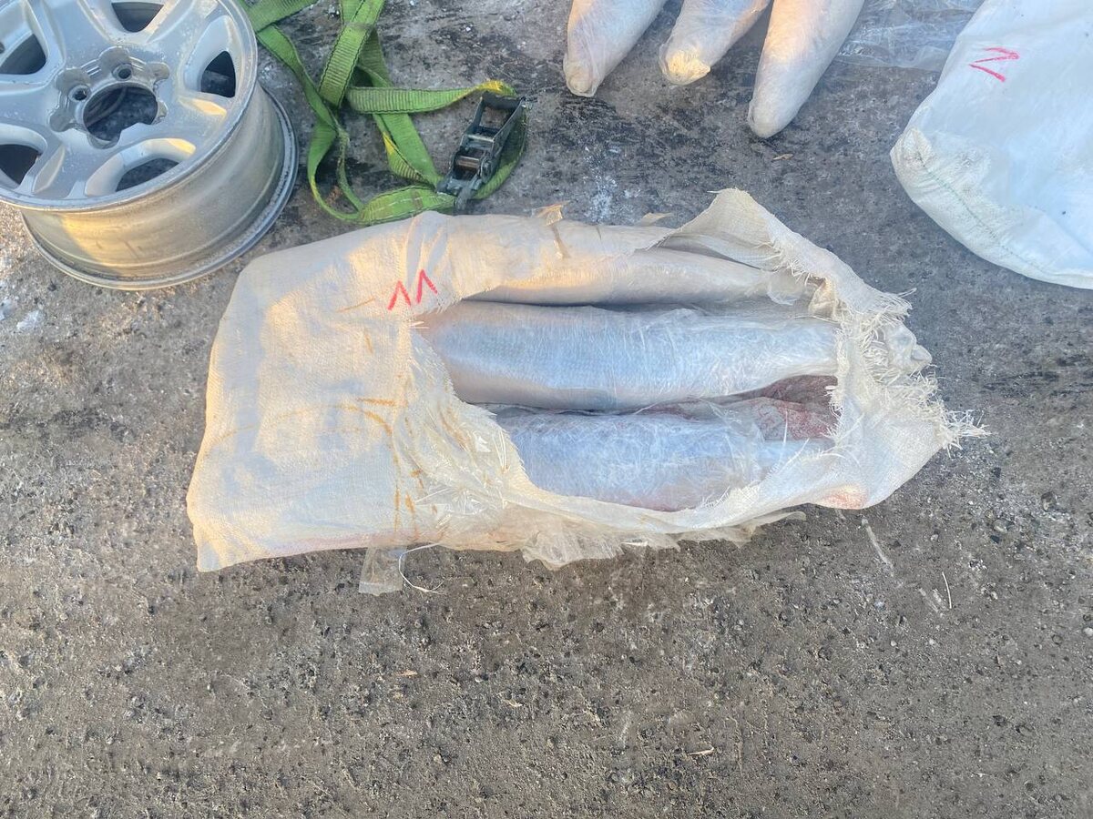     В Красноярском крае в прицепе у мужчины нашли рыбы на полмиллиона рублей