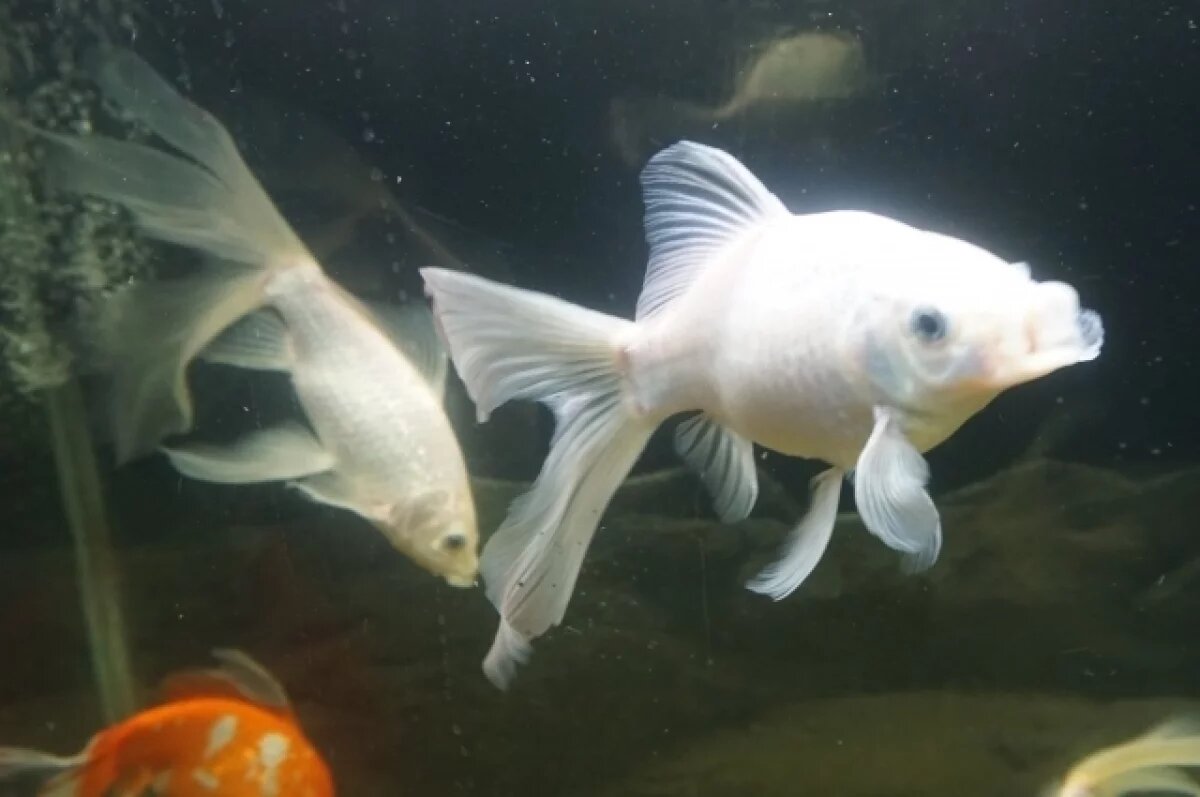    В Приморье узнали, как аквариумные рыбки «превратились» в краба и гребешки