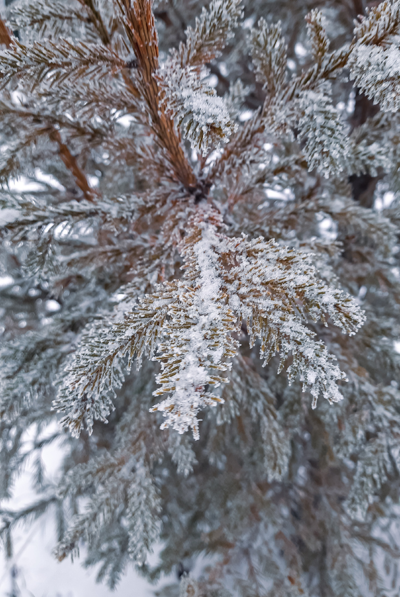 Ёлочка как в сАхаре😊