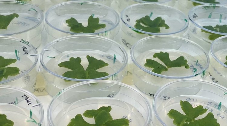    Подсказку в борьбе с вездесущим патогеном цветковых культур сиреневым псевдомонасом ищут во мхах и папоротниках