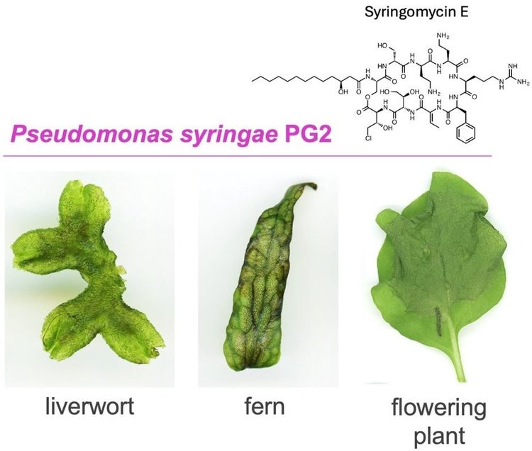     Подсказку в борьбе с вездесущим патогеном цветковых культур сиреневым псевдомонасом ищут во мхах и папоротниках
