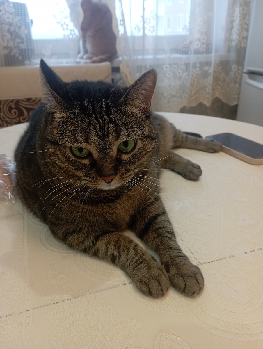 вместо меня кошки, так как я с красными глазами и носом