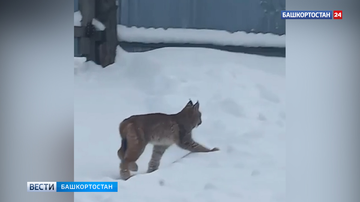    Дикая рысь проникла в дом в башкирском селе Старосубхангулово