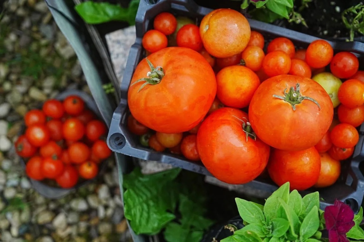 Желаем хороших урожаев 