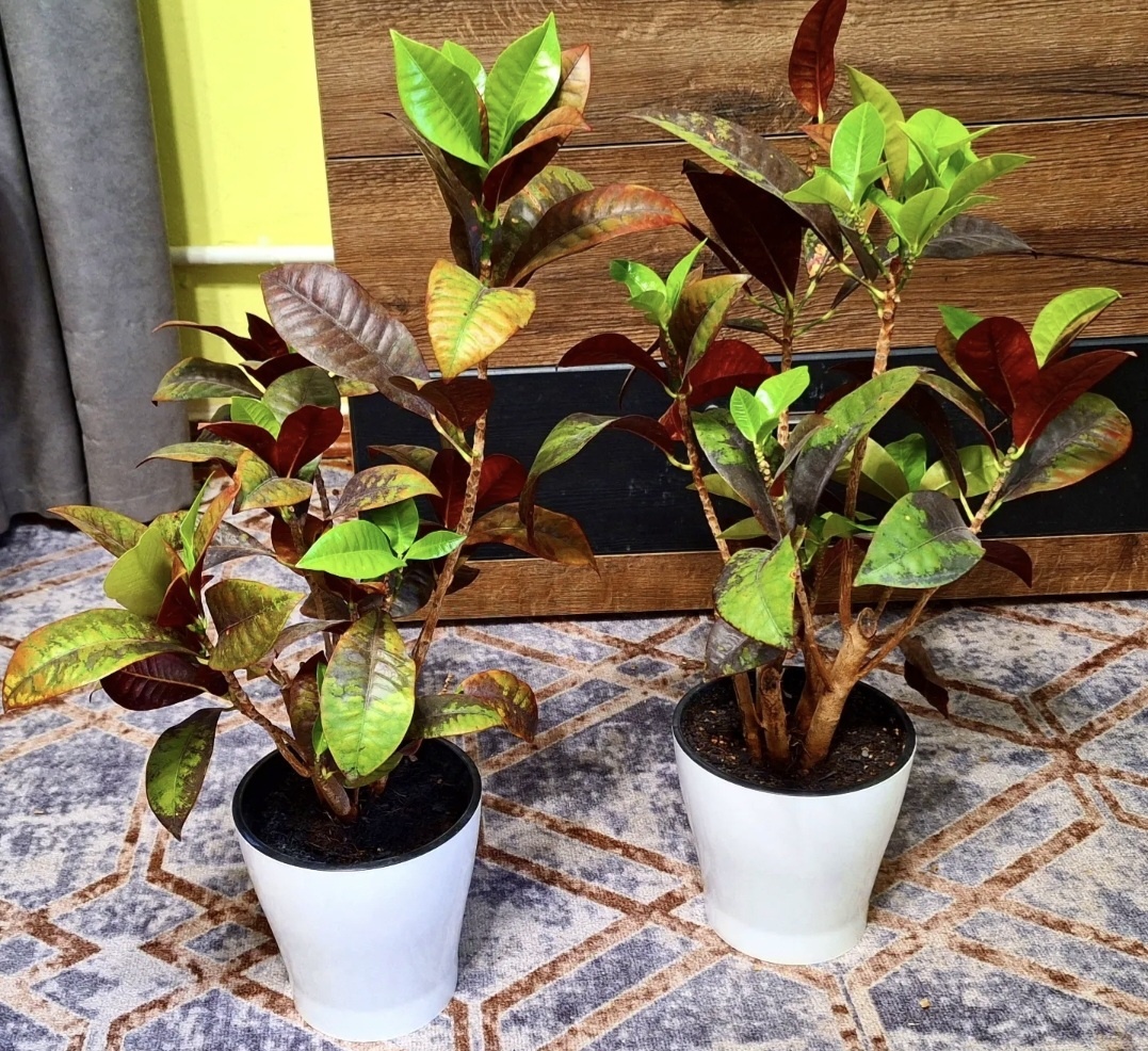 Кротоны восстанавливаются после жаркого лета и очередного нападения клеща