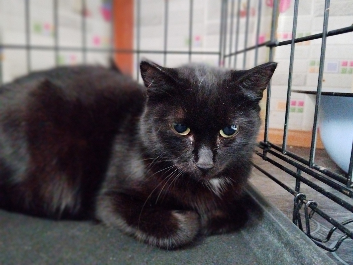 Наше первое знакомство с Баги