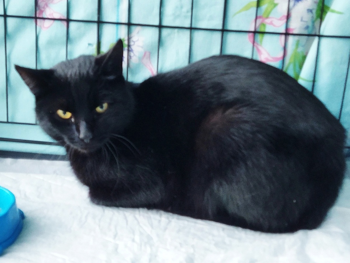 Мы твёрдо решили помочь этой кошечке, потому что идти ей было некуда