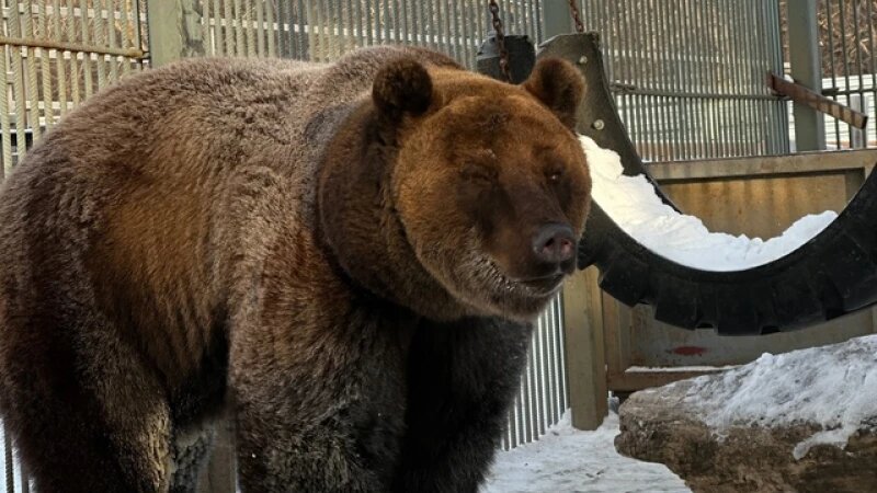     Медведь Миша в Барнаульском зоопарке «Лесная сказка». Александра Чеботарева в ВКонтакте
