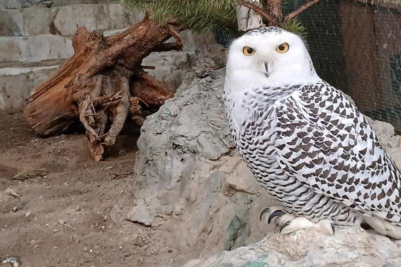    Екатеринбургский зоопарк. Полуторогодовалая сова спокойна и полна достоинства