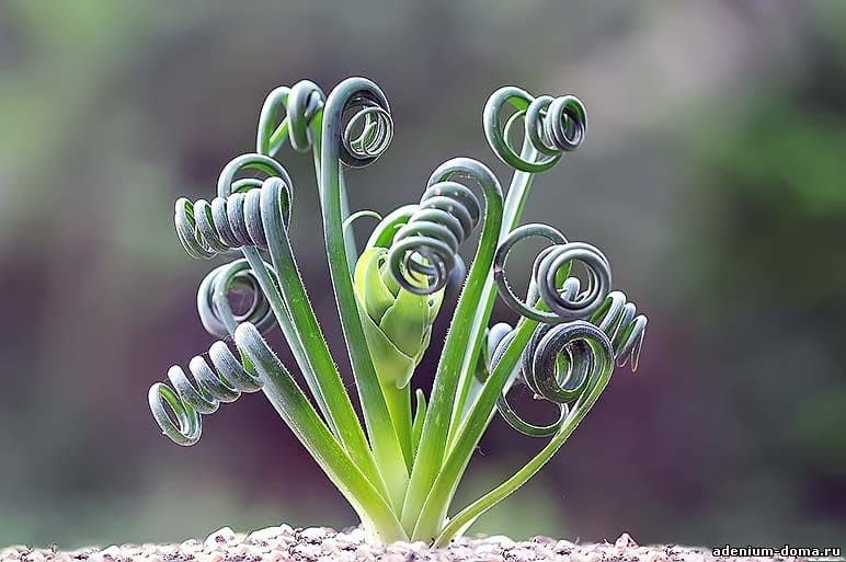 Альбука Спиральная