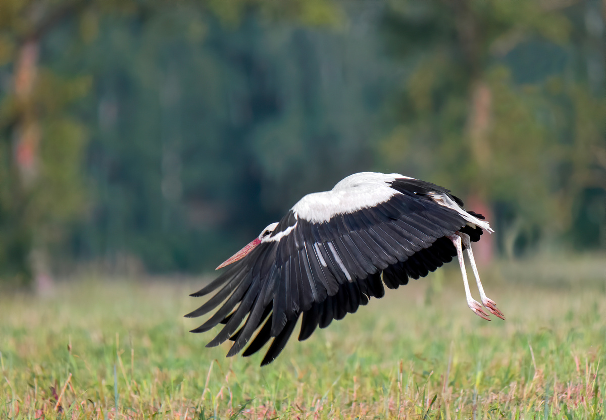 Аист (Калужская область)