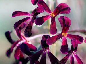 Цветы пеларгонии