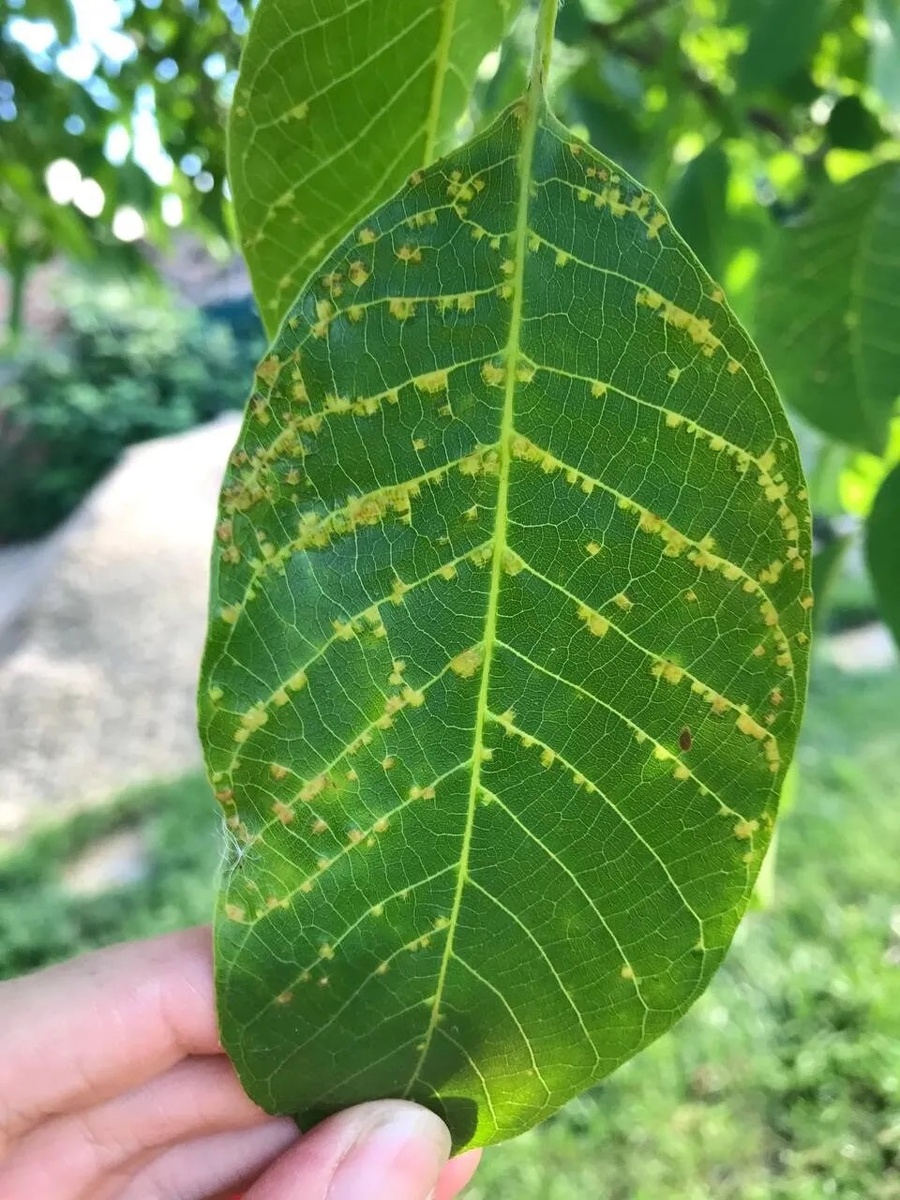 Орех с признаками грибкового заболевания 