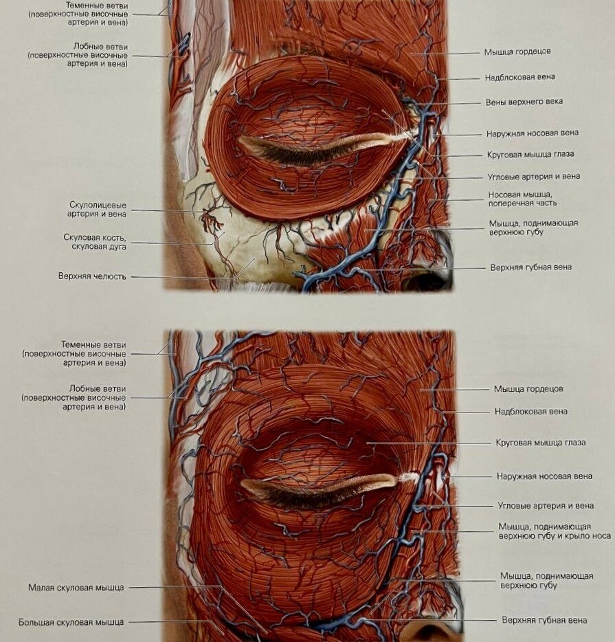 Иллюстрация взята из книги Ральфа Радлански и Карла Вескера "Лицо. Атлас клинической анатомии"