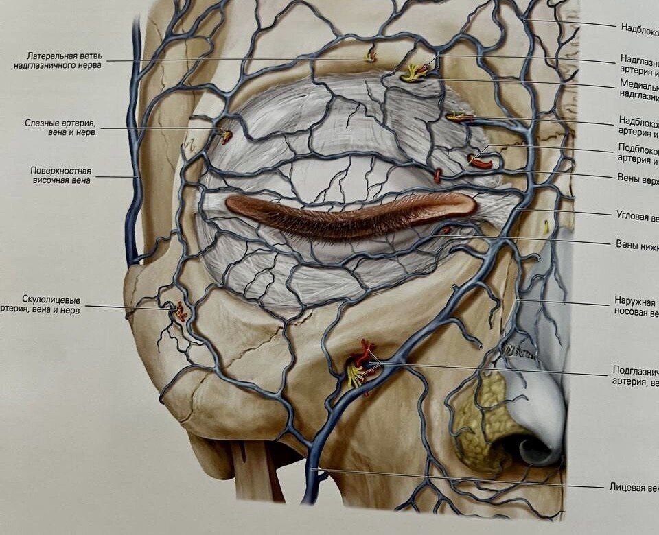 иллюстрация взята из книги Ральфа Радлански и Карла Вескера "Лицо. Атлас клинической анатомии"