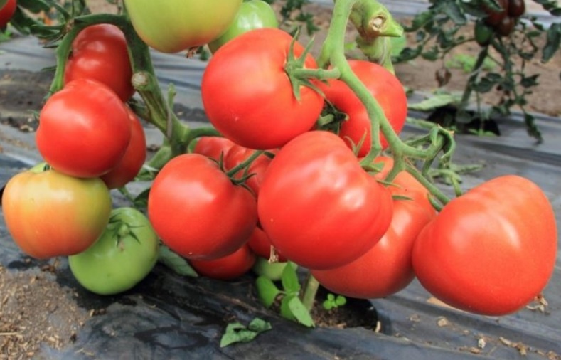 Обзор крупноплодного Томата Большая мамочка: характеристики, отзывы и советы по уходу