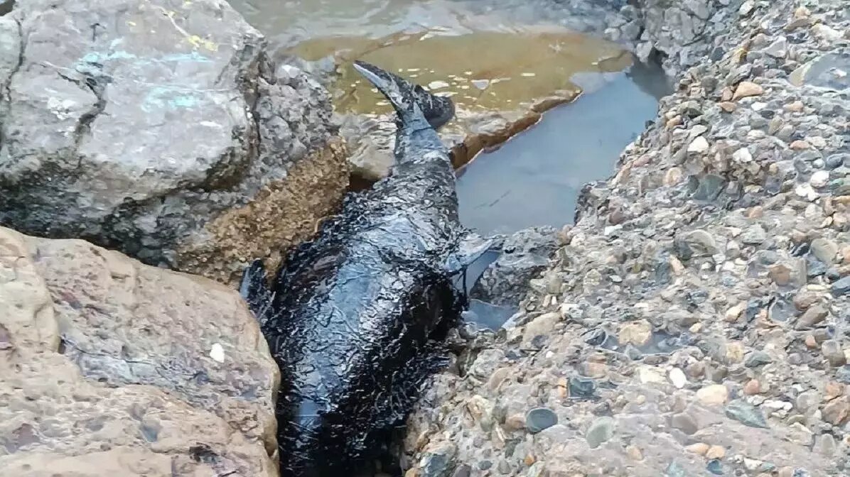     Источник: сообщество «Разлив нефти в Черном море»