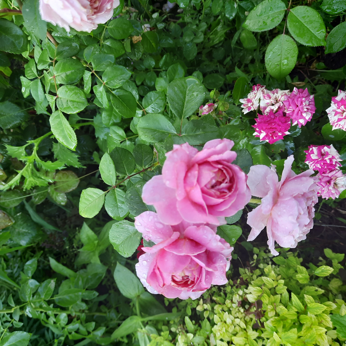 Покупалась ,как Глория Деи)))