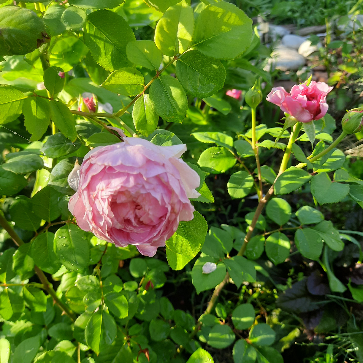 Вот так она цвела в августе