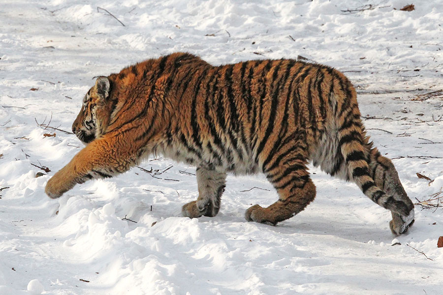    © Виталий Аньков/РИА Новости