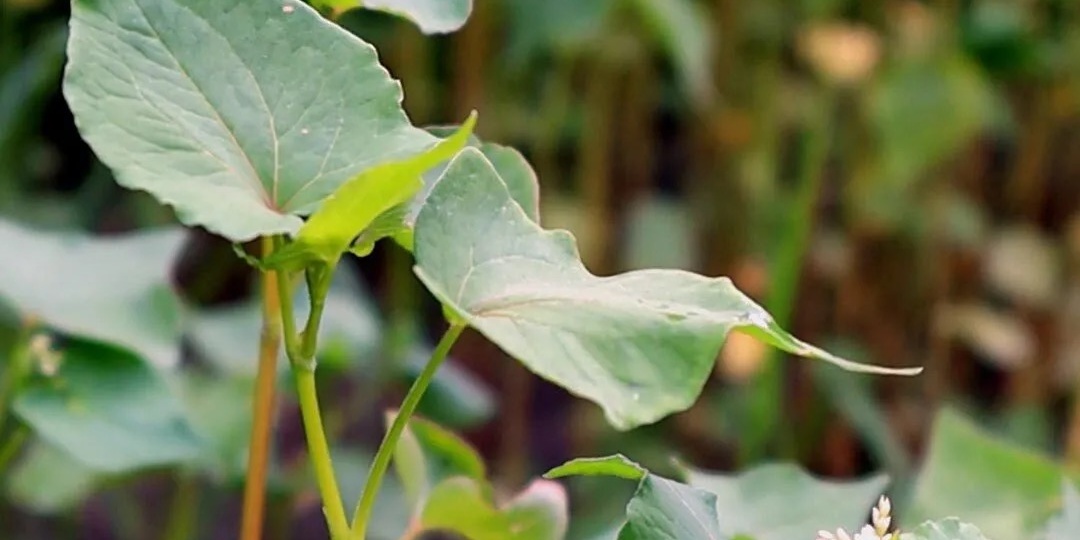 Лучшие сидераты для улучшения почвы на огороде!