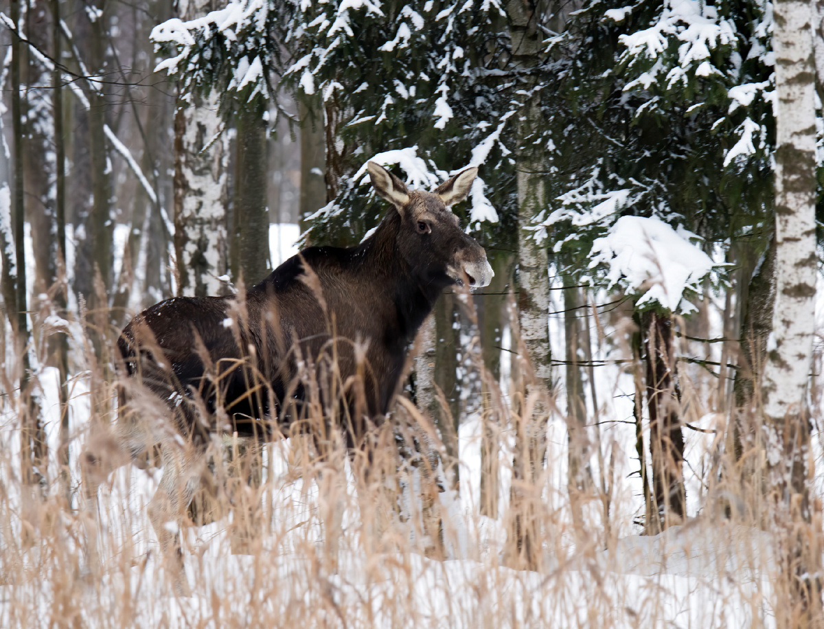 Скрываясь в низине