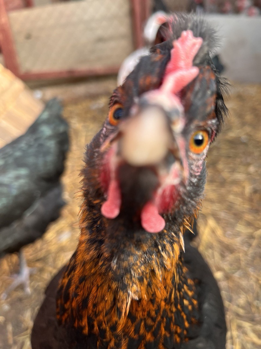 Фото курицы Olive egger