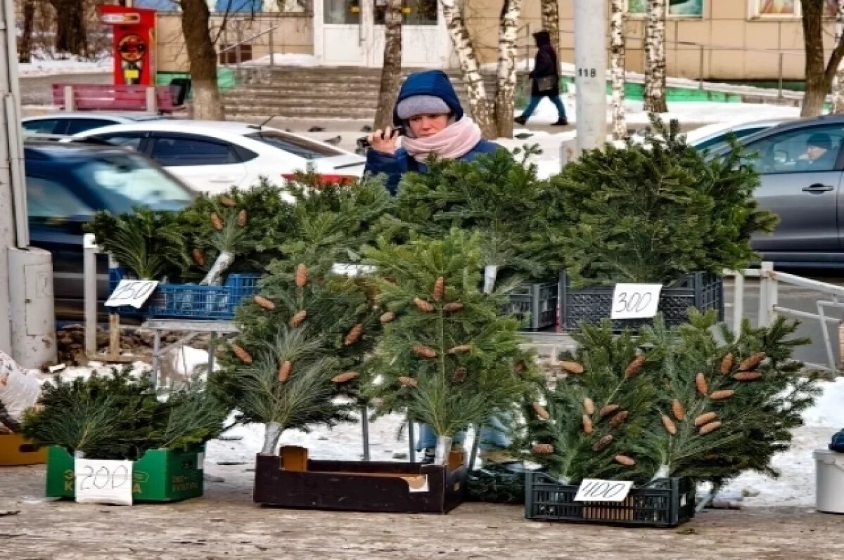    Эксперты посоветовали томичам покупать живую елку в 20 числах декабря