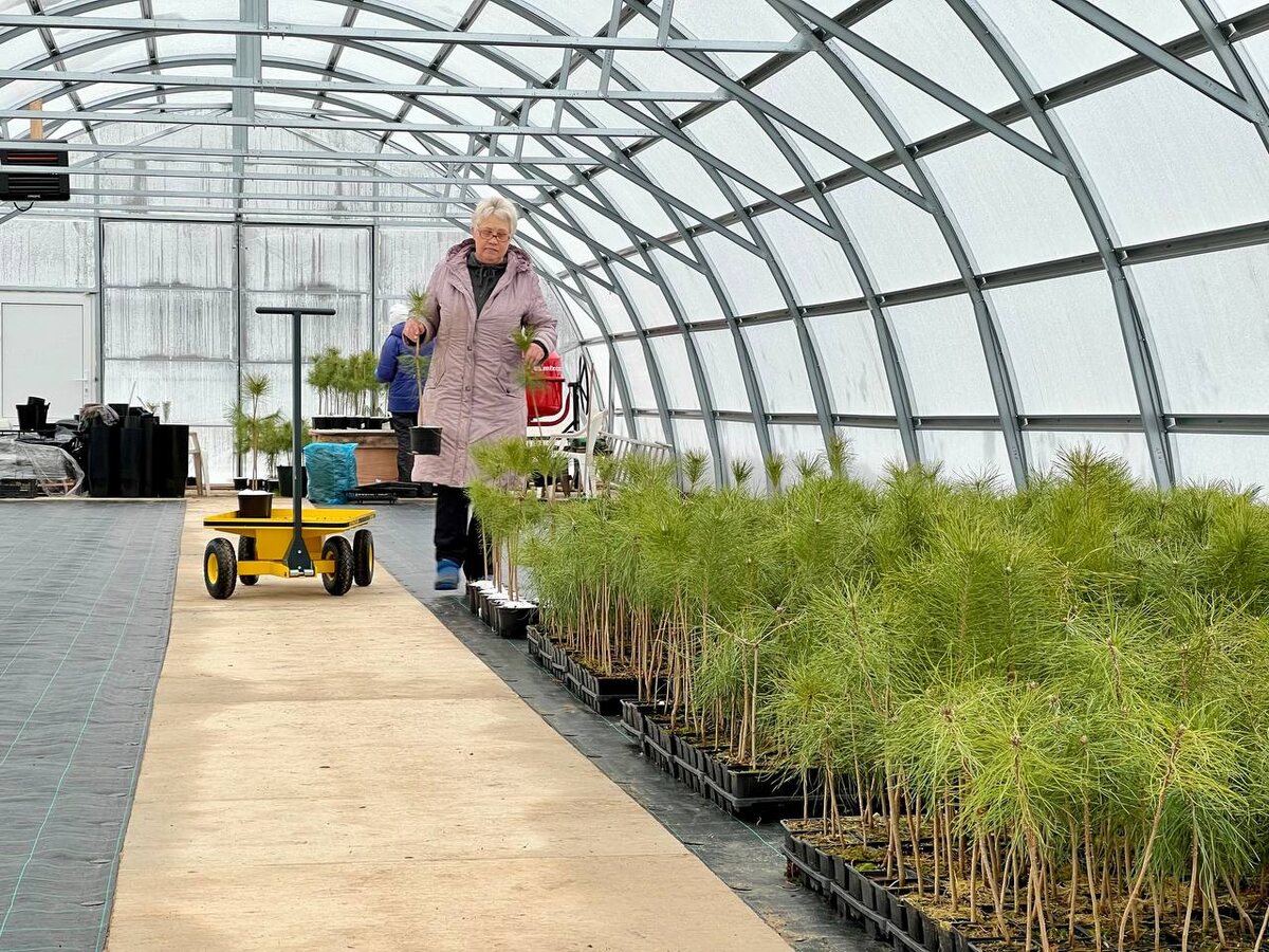 Расстановка подвоев для зимней прививки в новой теплице