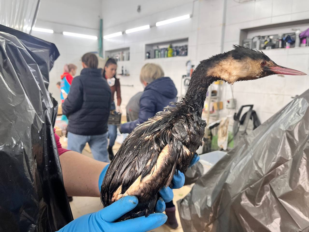 ТГ-канал главы Крымского района Кубани