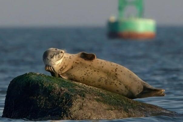 Этот тюлень явно познал философию у-вэй