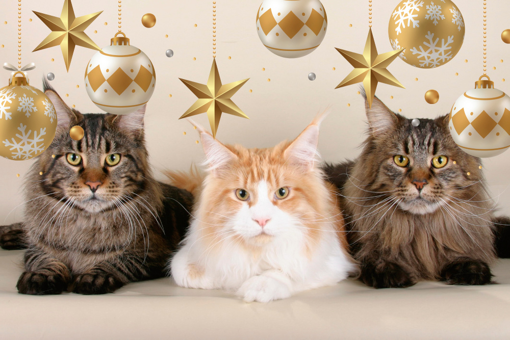 Величие в каждом шаге, мейн-кун — король зимнего периода