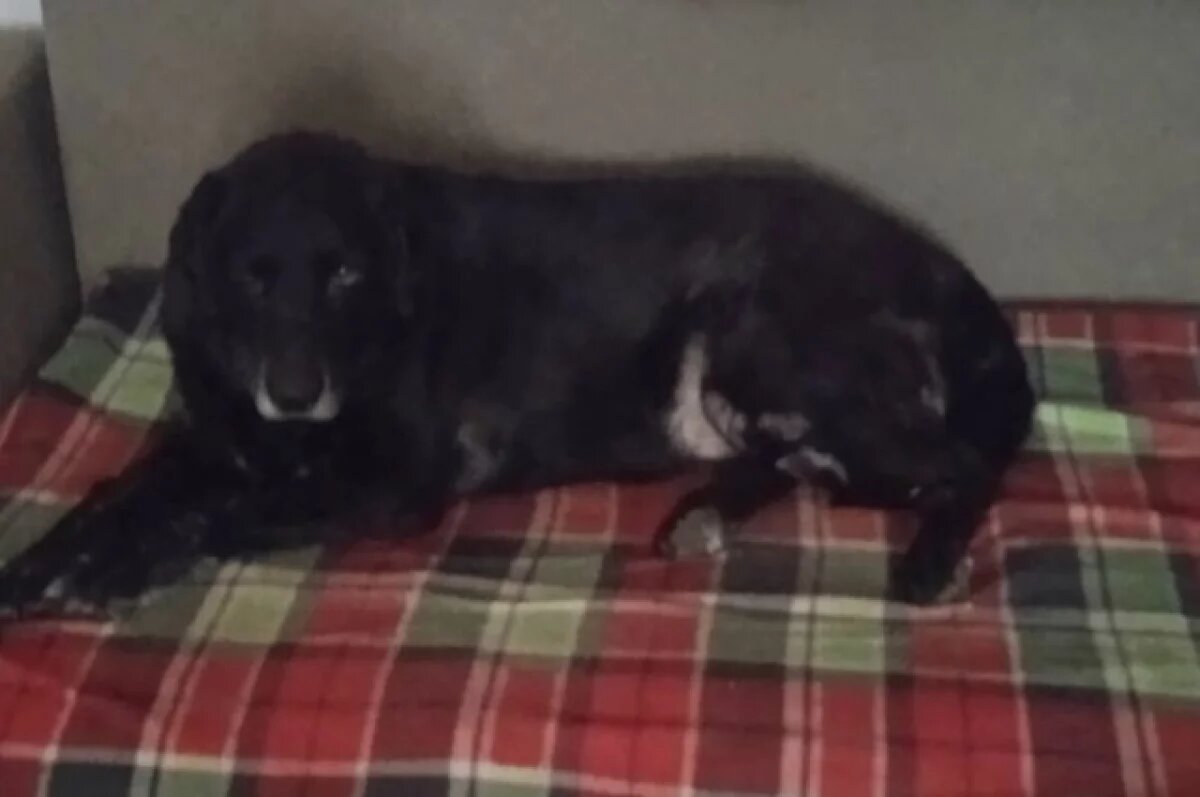    В Тамбове собака спасла пожилого хозяина от смерти, отогнав нападавшего