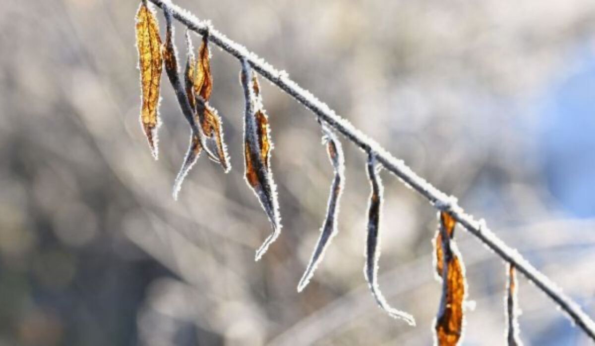     Источник: vestivrn.ru Автор фото: ВГТРК Вести Воронеж