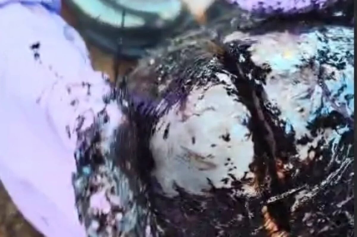    На Кубани нашли еще одного мертвого дельфина после разлива мазута