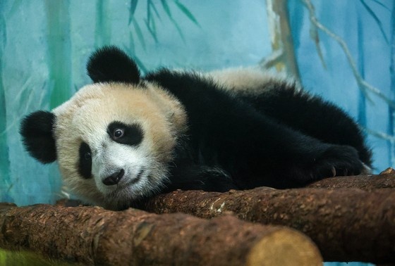    Панда Катюша