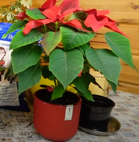 повтороное цветение пуансеттии