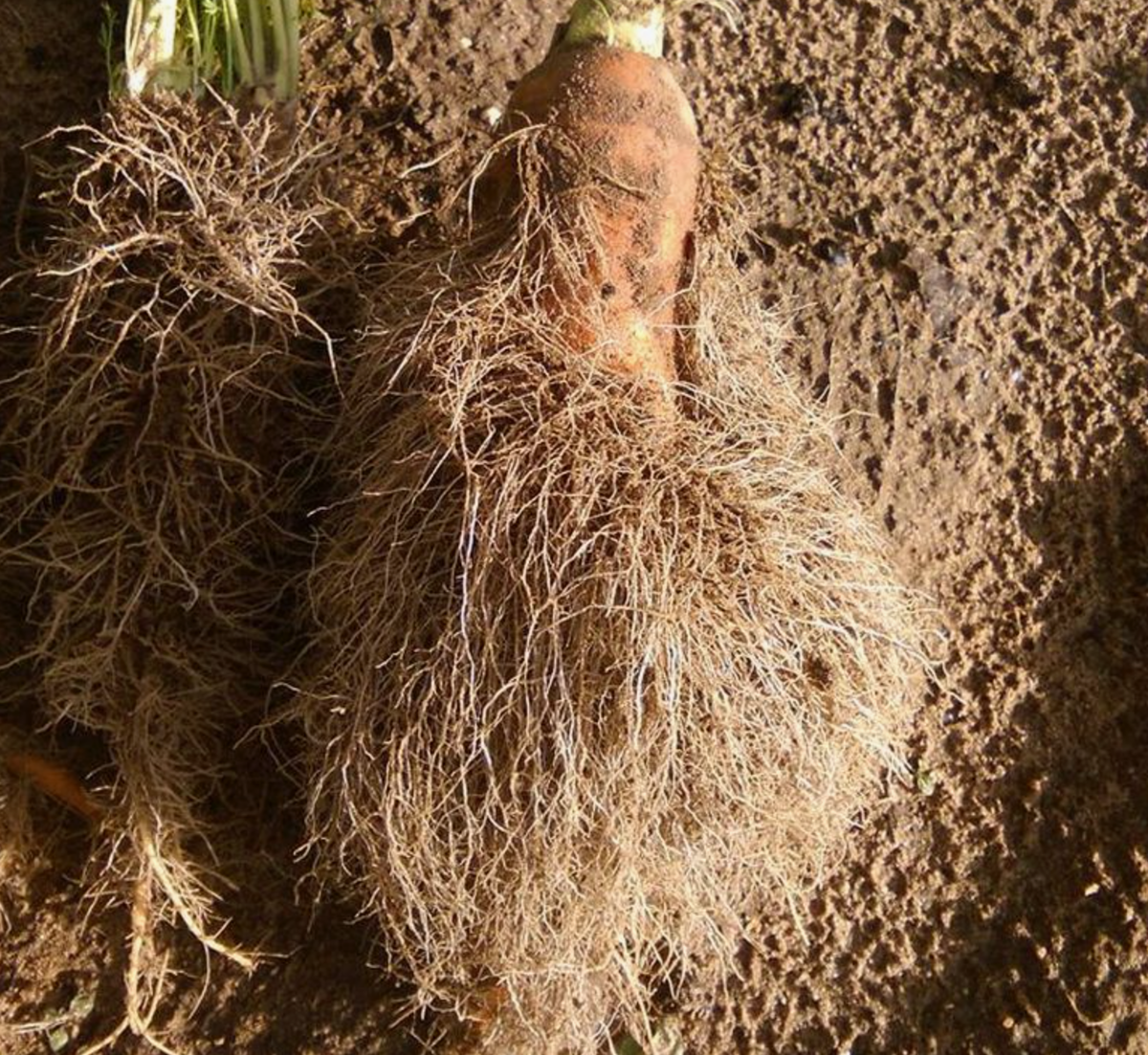 Источник фото: 13malyshok.ru