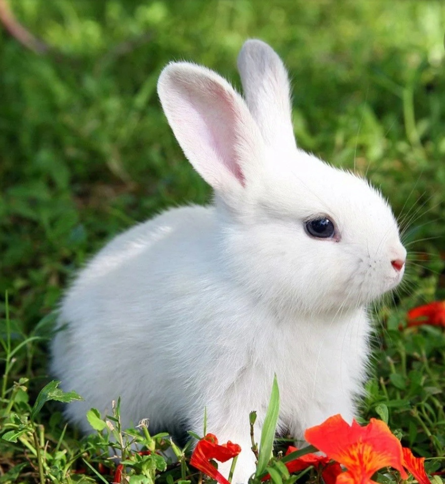 Картинка из интернета. 