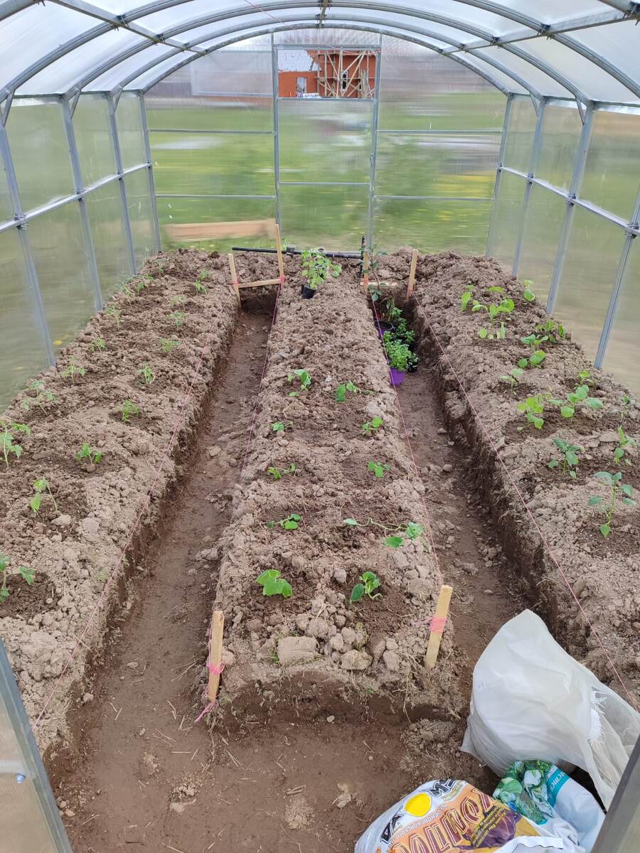 21 мая на севере Подмосковья была высажена рассада томатов, огурцов, перцев и баклажанов в теплицу