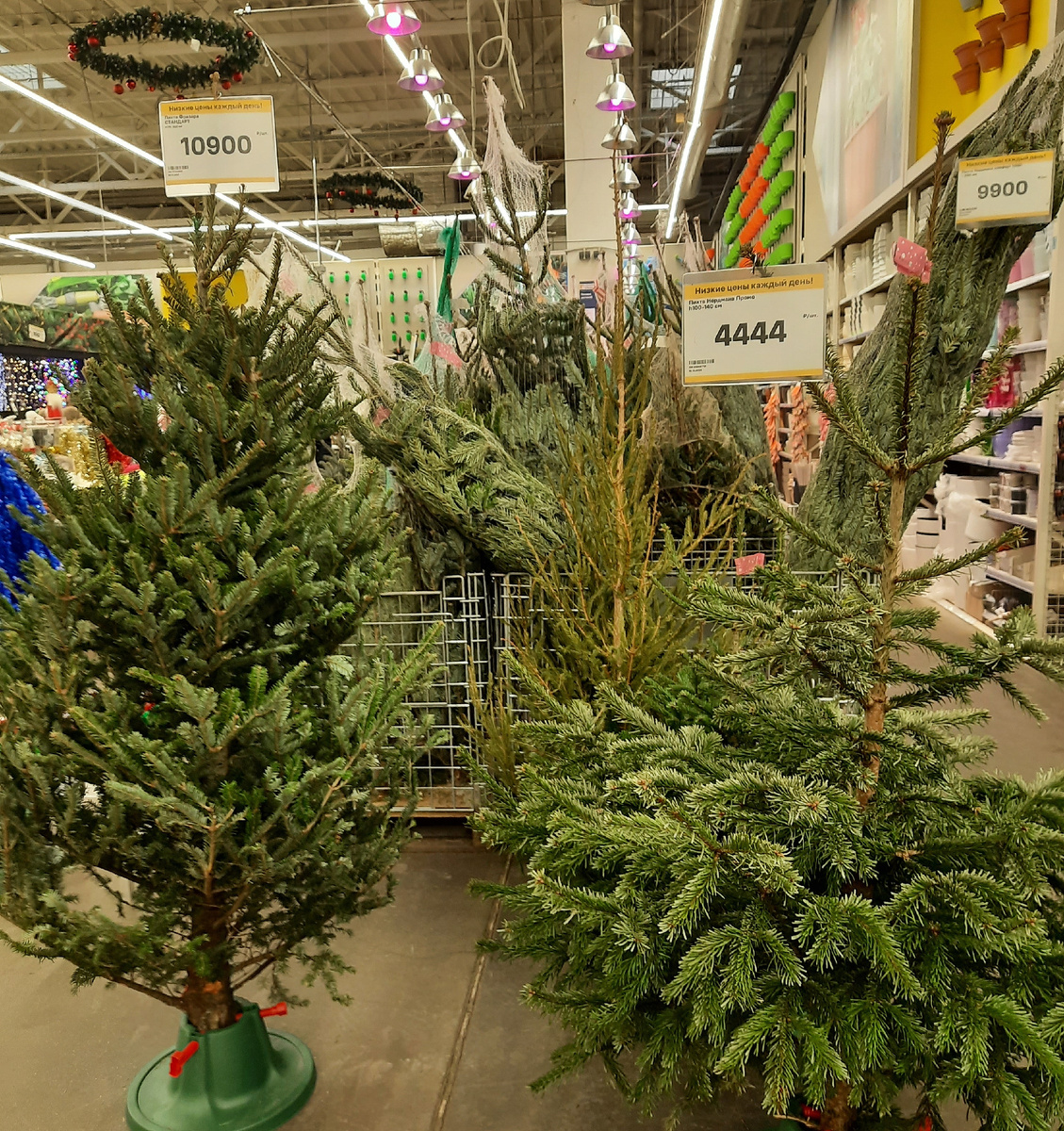 Все фотографии в статье мои