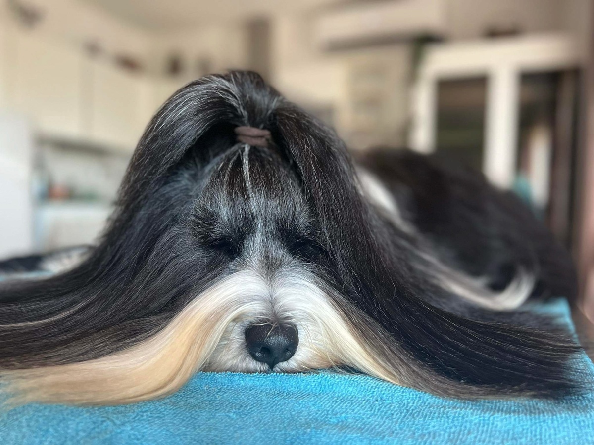 Лучший тибетский терьер России Чибо (Ti La Shu Midnight Sun at Festrait). Здесь и далее в статье фото для публикации любезно предоставлено Наталией Широковой 