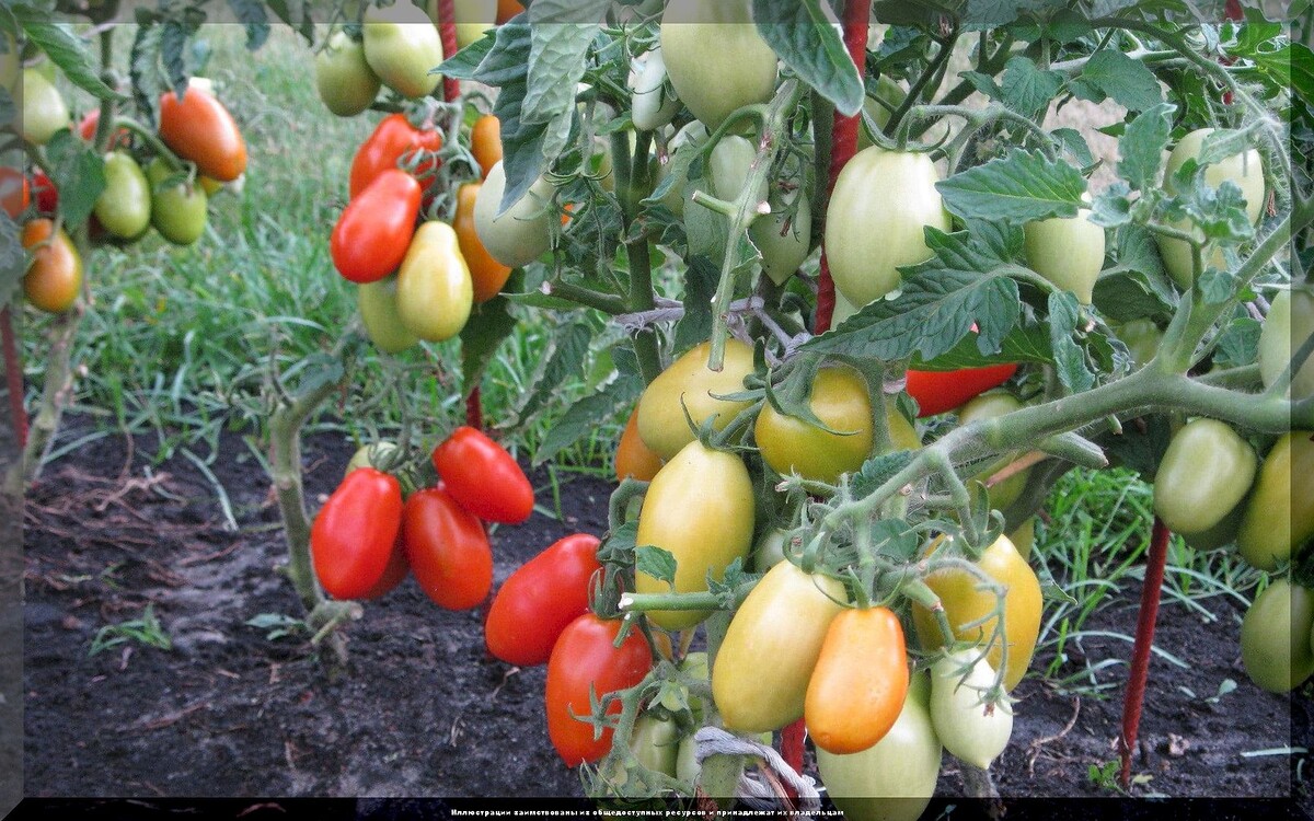 Тhttps://vk.com/photo-159774511_457268320. Томат «Ракета»