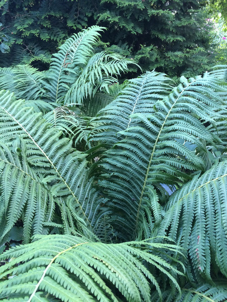 Папоротник Страусник