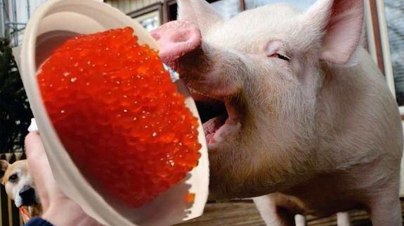    Тонны любимого россиянами деликатеса рискуют оказаться на помойке или пойти на корм свиньям