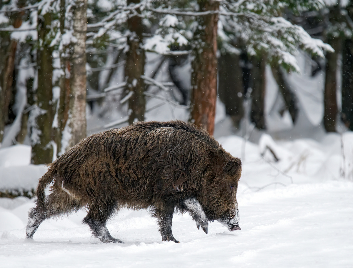 Лесной бульдозер