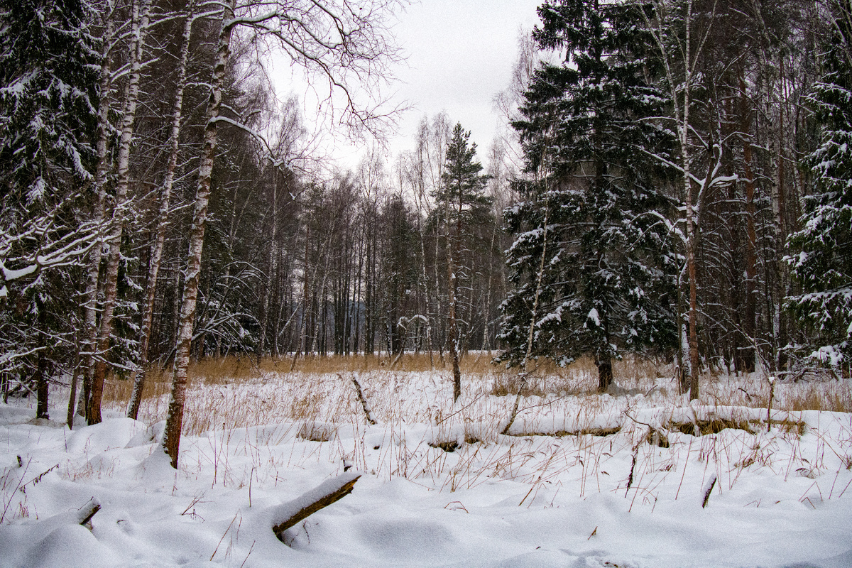 Волшебный зимний лес